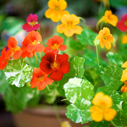 Know your: balcony flowers