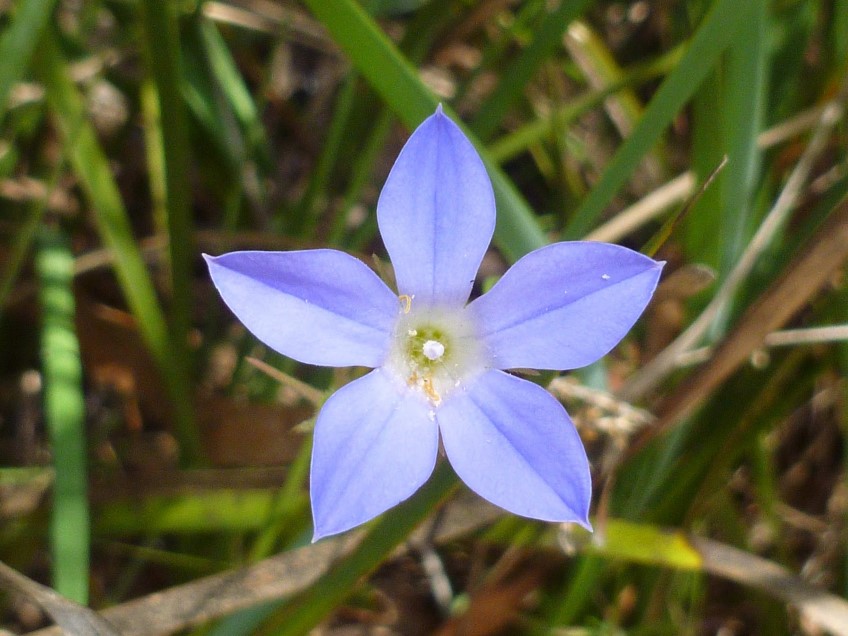 ​Native bluebell