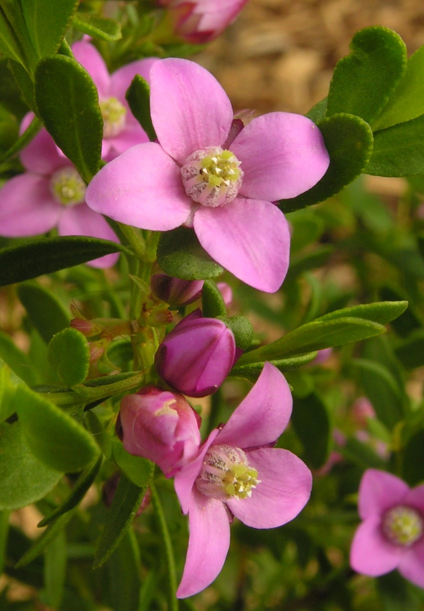 The List: Our top 6 bush pinks