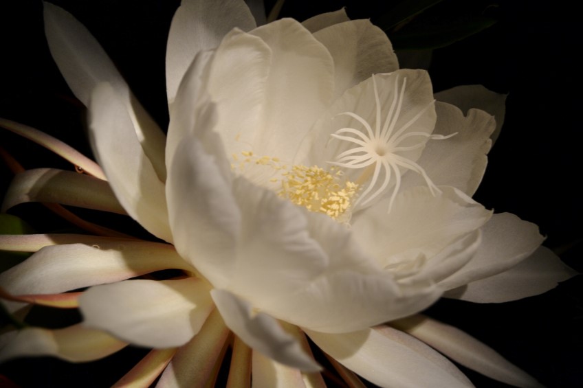 Queen of the Night, a very special kind of Orchid Cactus