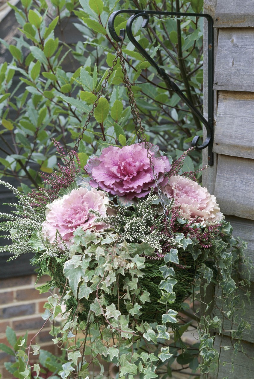 Potted: Ornamental Kale