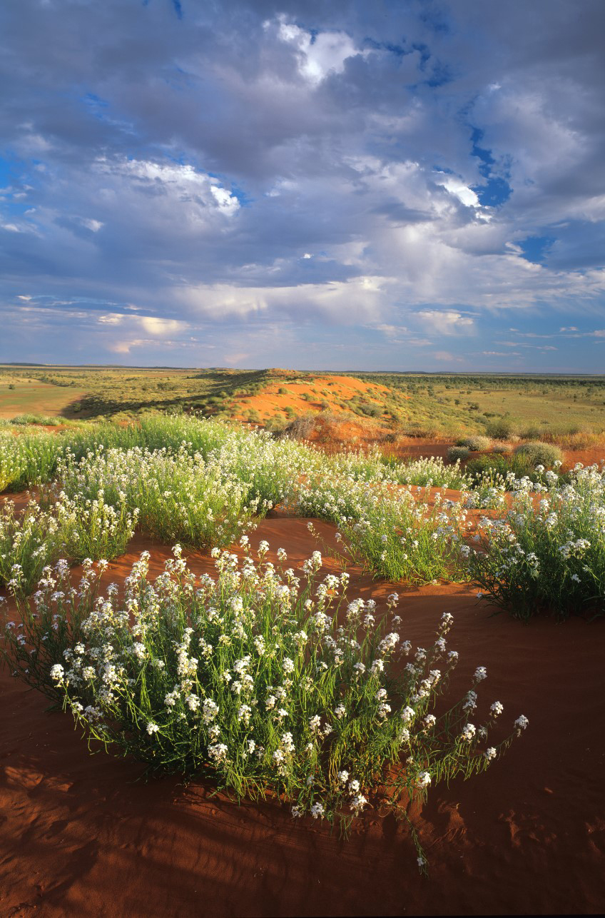 Outback Bloom