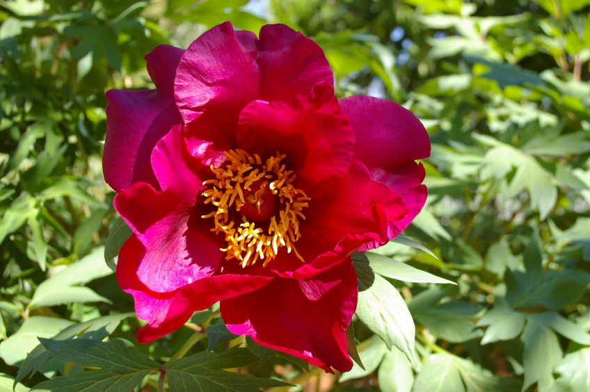 Meet: Elizabeth Rundle, peony-lover