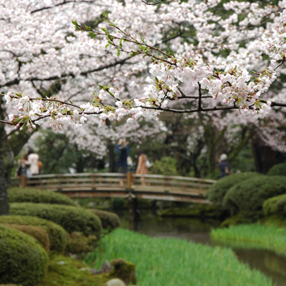 Under the cherry blossom