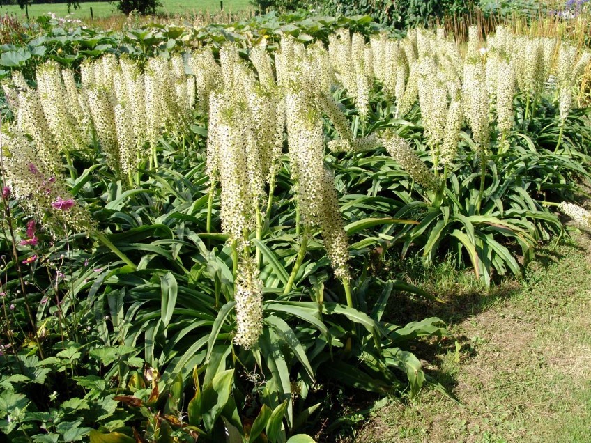 Pineapple Lily