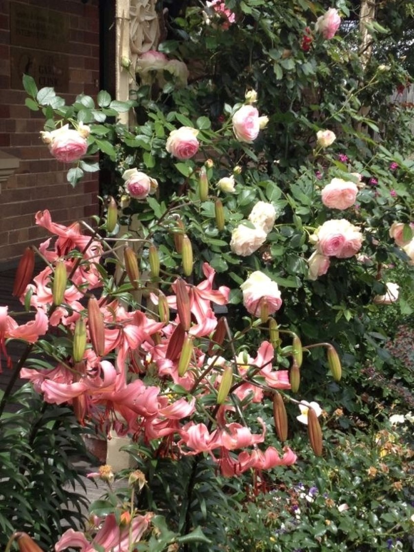 Pink Lilies