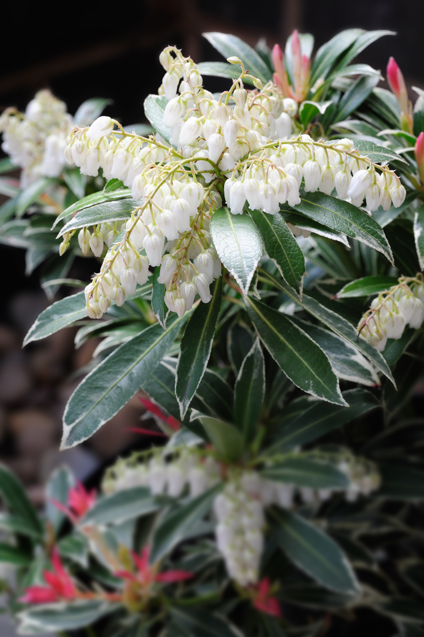 Pieris japonica 'Temple Bells'