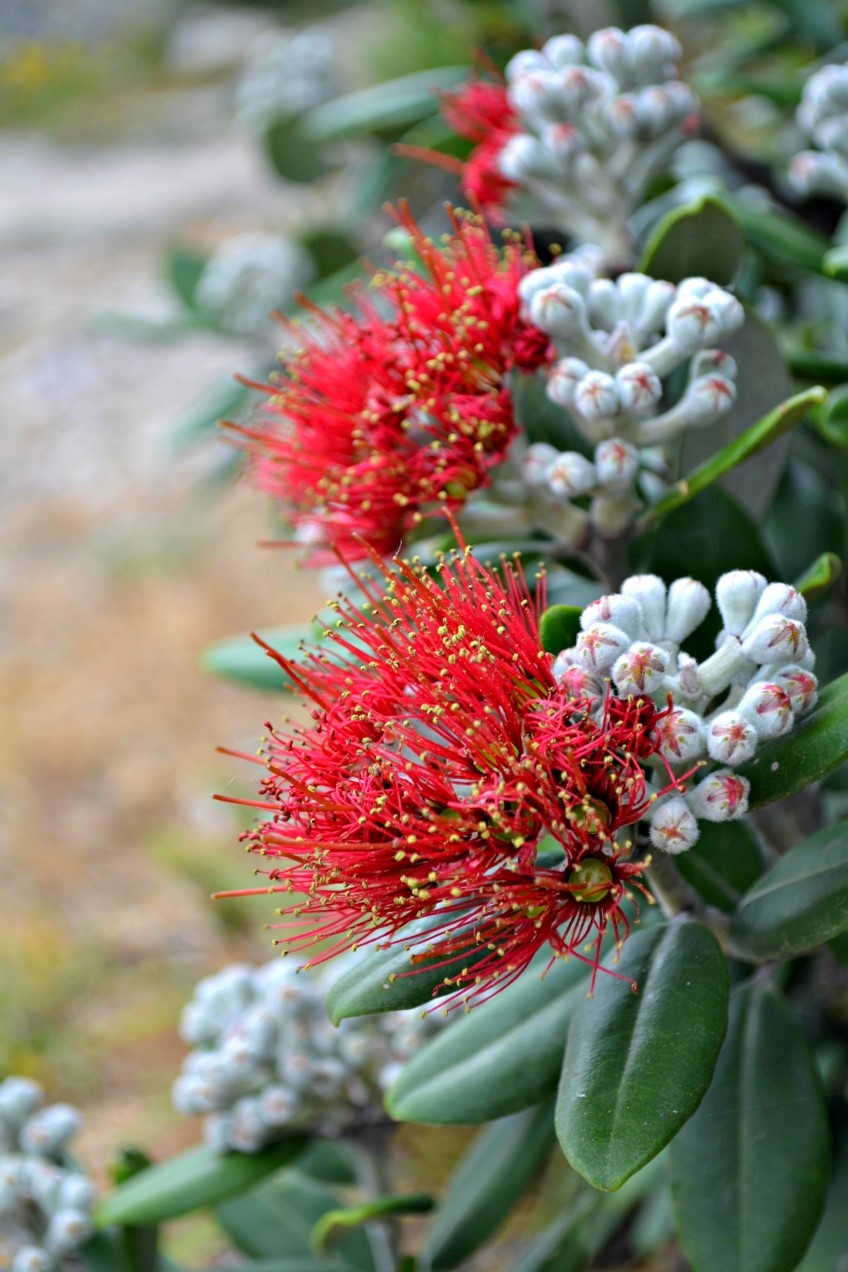 Potted: Pohutukawa