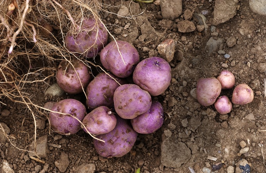 Potato and Sweet Potato