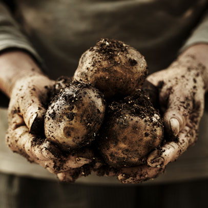 Planting potatoes