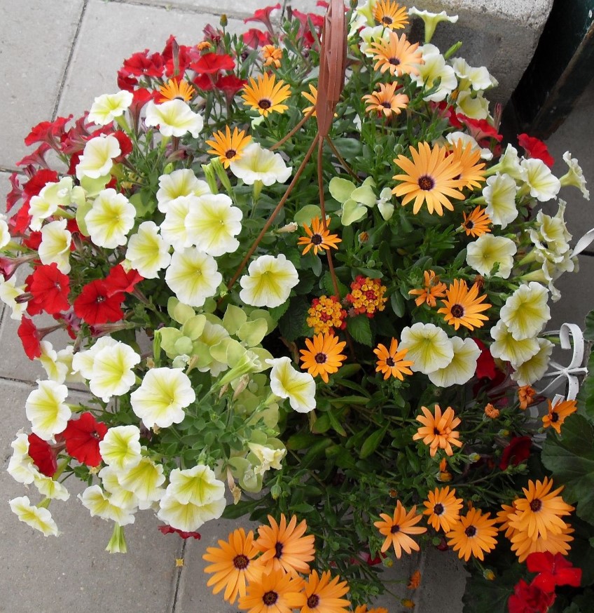 Potted: Summer Petunias