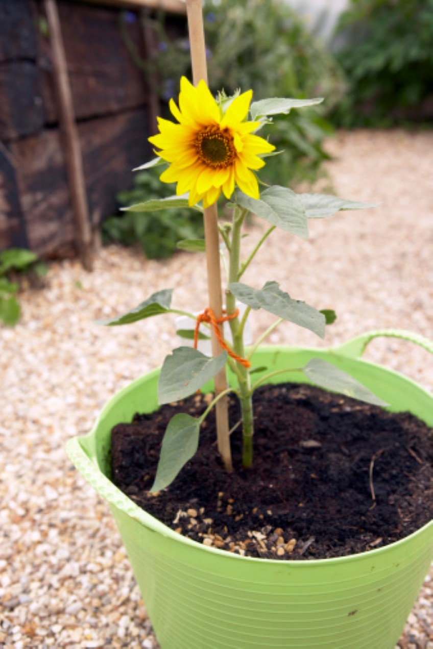 Potted: Sunflowers