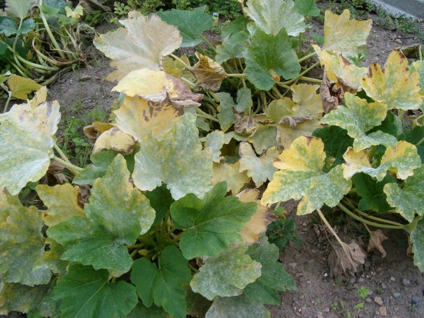 Bug Watch: Powdery mildew