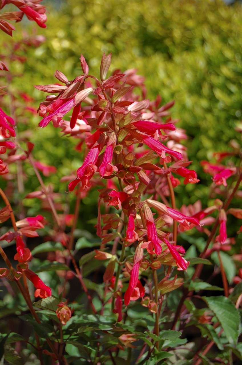 Salvia 'Ember's Wish'