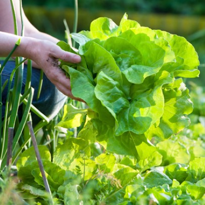 Salad Leaves