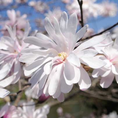 Plants I love: Star magnolia