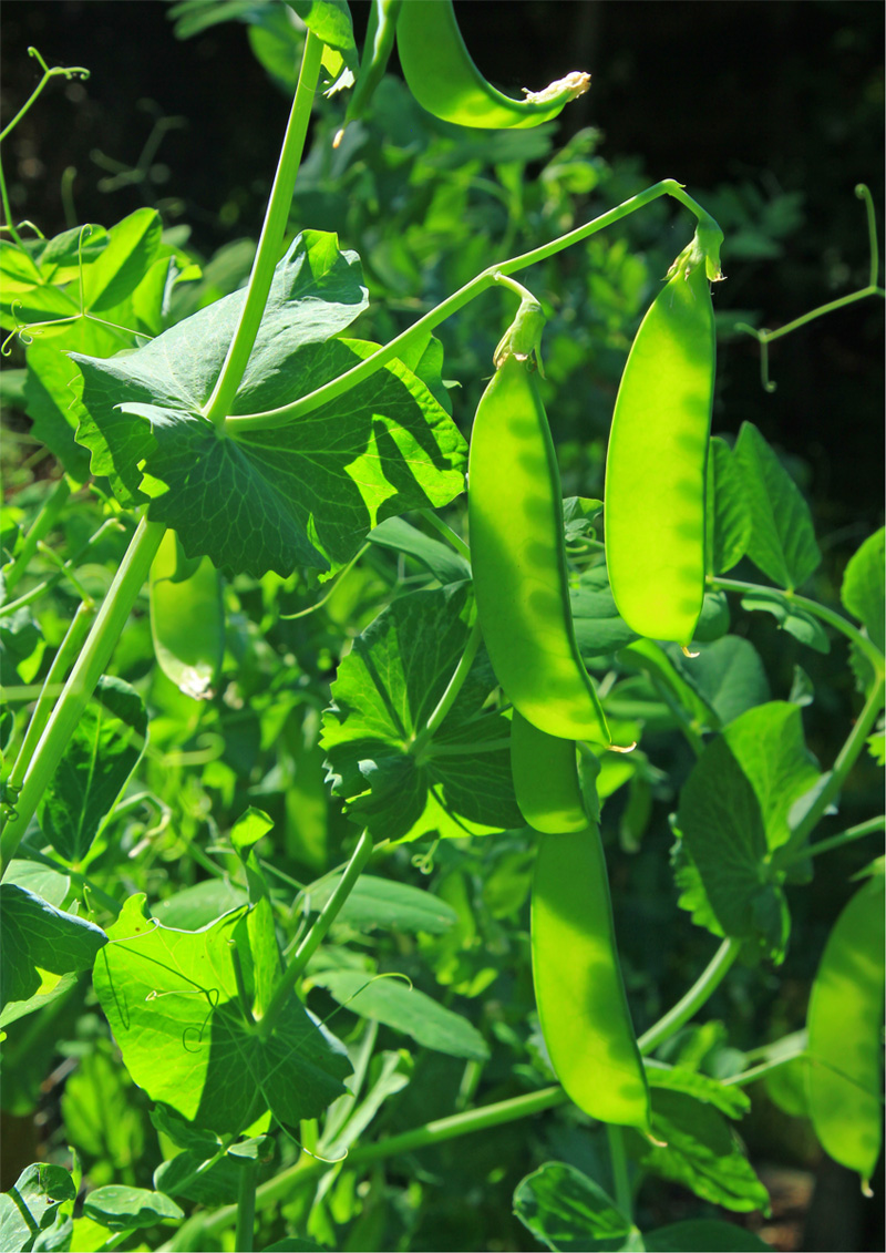 More peas please