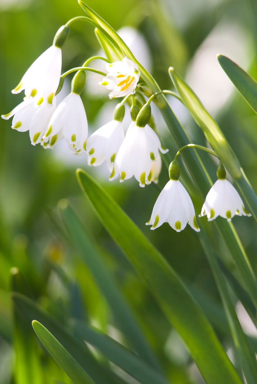 Snowflakes, Leucojum