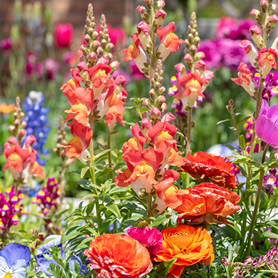 How to create your spring garden