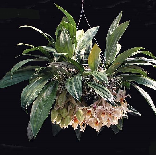 How to: divide upside down orchids