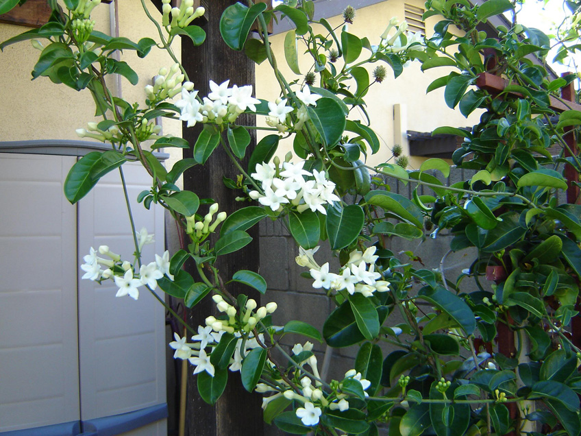 Stephanotis floribunda