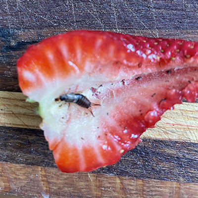 Q&A: Unwanted guests