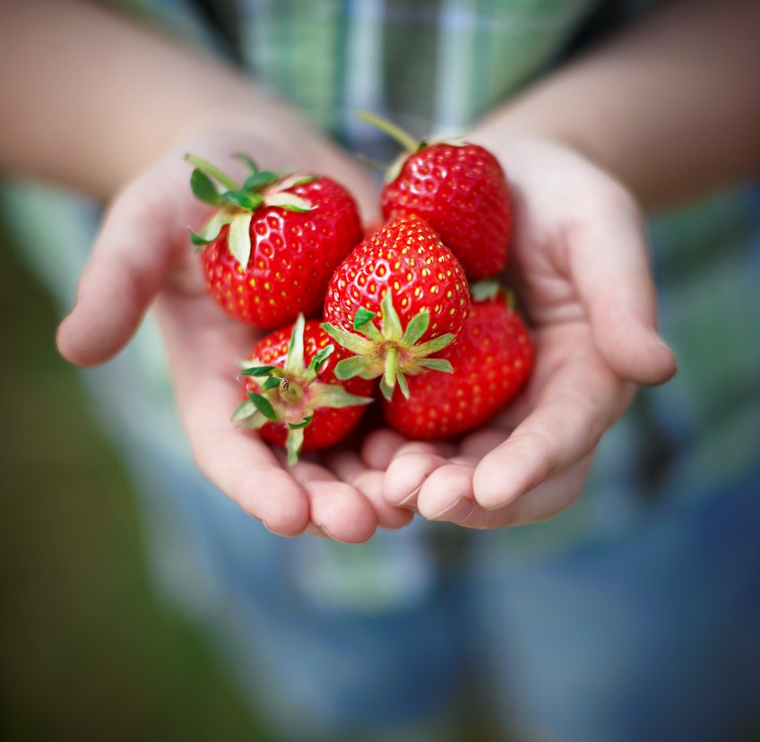 How to: grow strawberries from seed