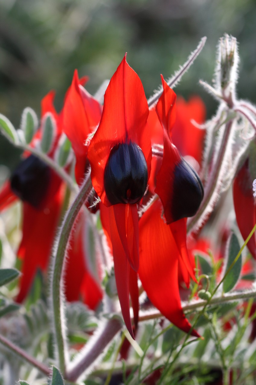 Potted: ​Sturt’s desert pea