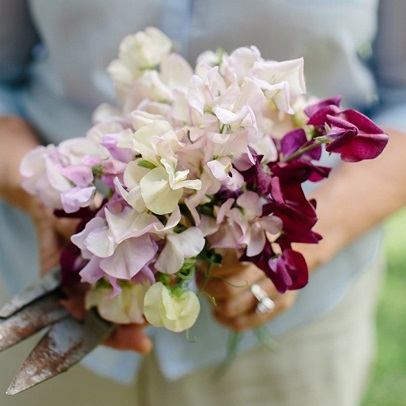 Sweet Peas