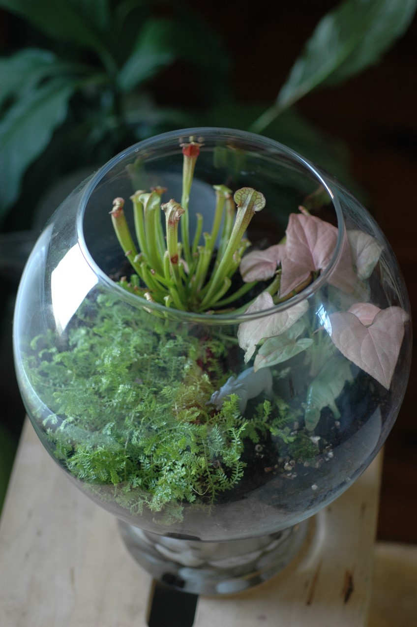 How to: make a terrarium