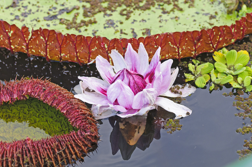 Amazon Lily, Victoria amazonica