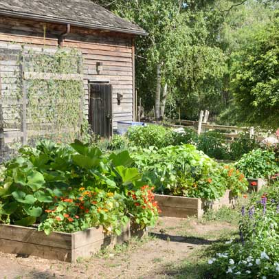 Kitchen Garden: Subtropical summer