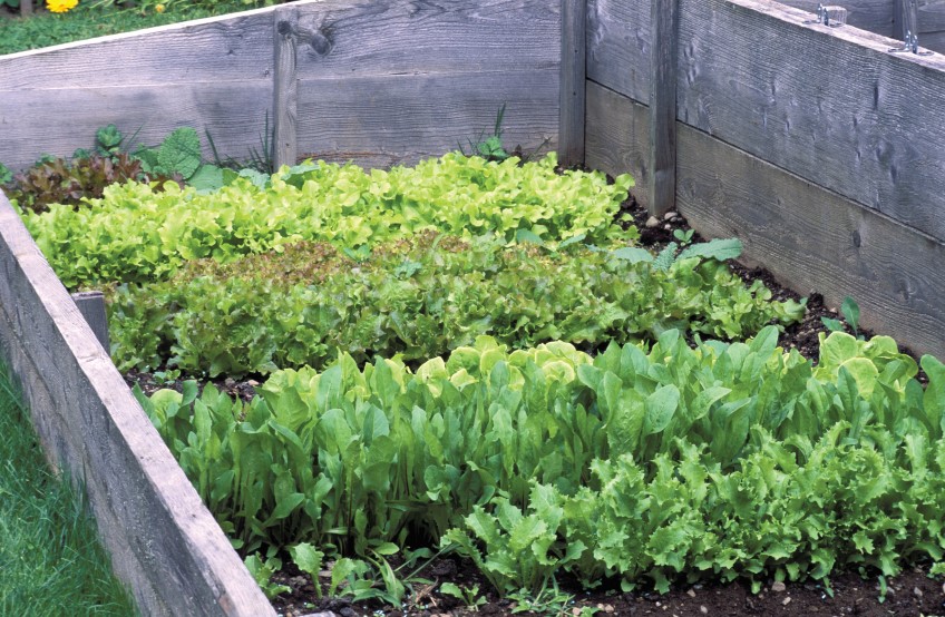 How to: build a salad bar