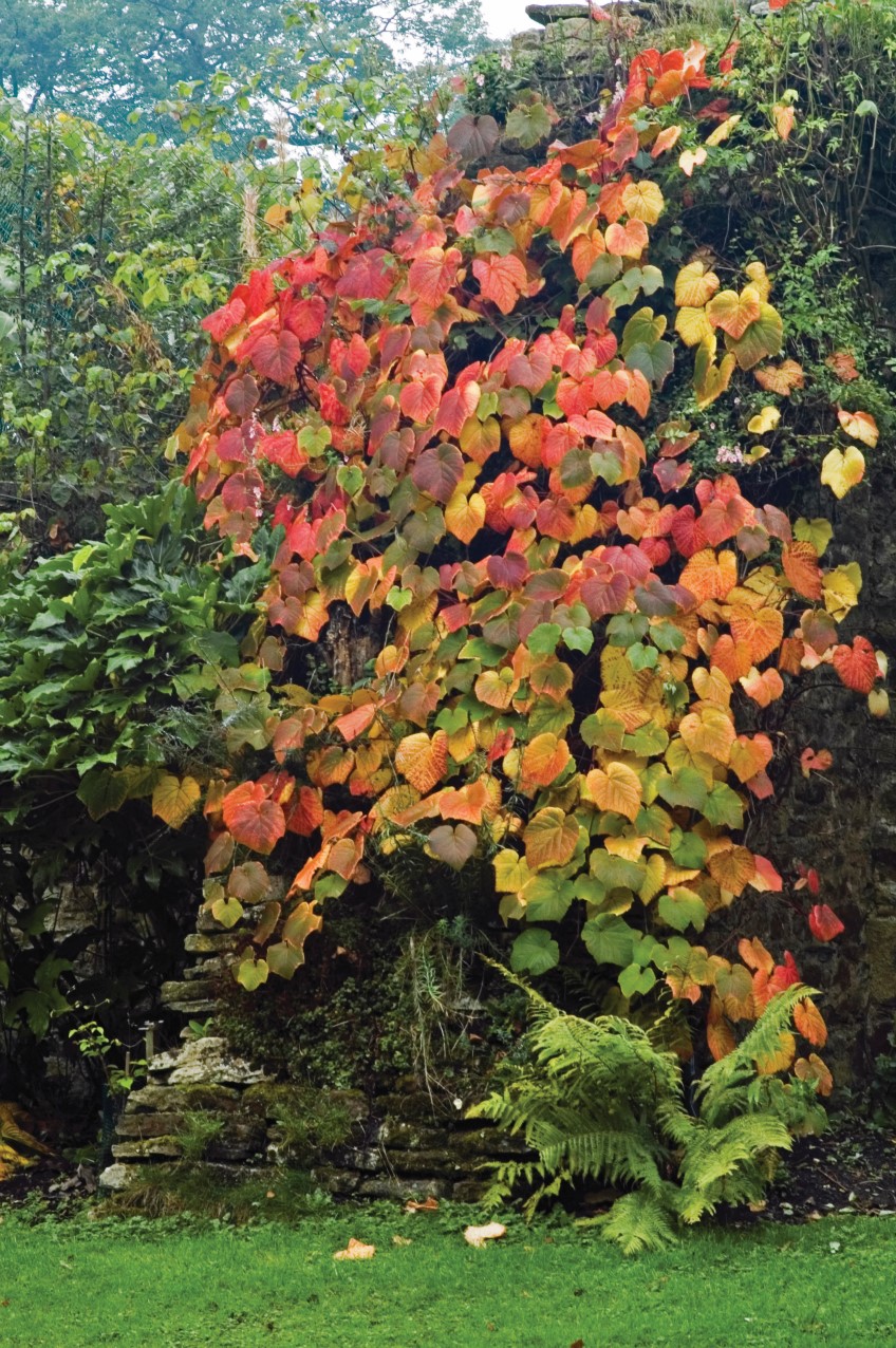 Autumn-toned Climbers