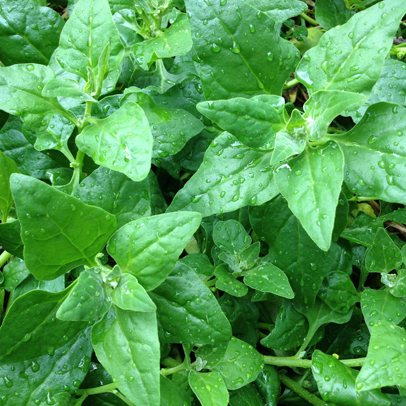 Warrigal Greens