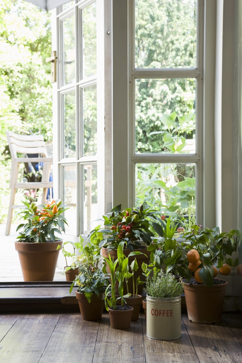 Indoor Plants