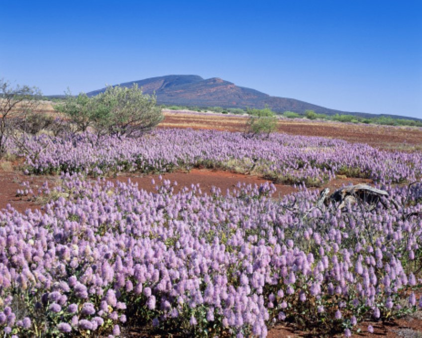 Western Australia's Wildflowers