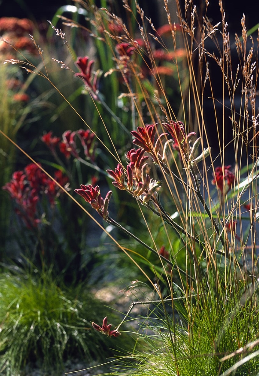 Wildflowers in your Garden