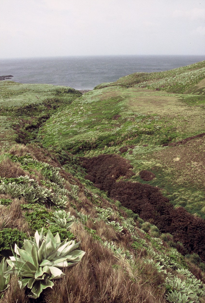 Macquarie Island