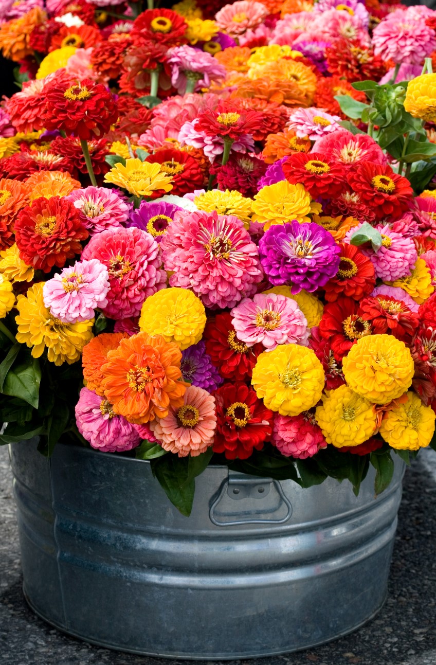 Zinnia