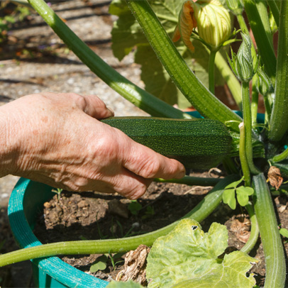 Zucchinis - a veggie in a hurry