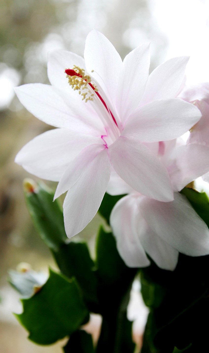 Potted: Zygocactus