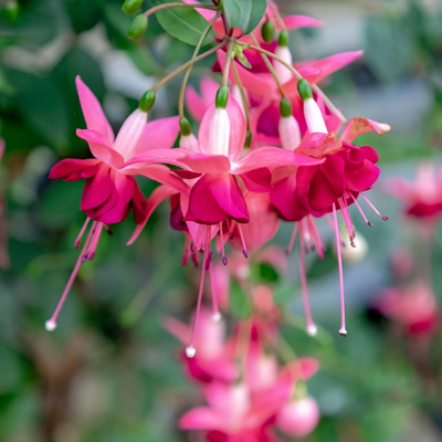 The best fuchsias