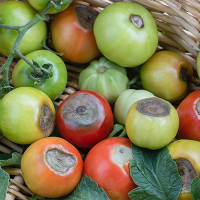 Tomato Troubleshooting