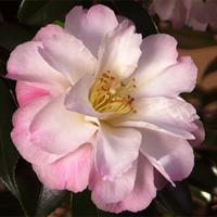 How to grow a Camellia hedge