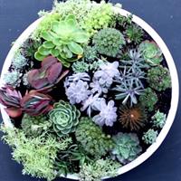 How to create a coral reef garden
