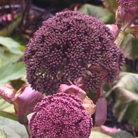 Graham Ross chats with Ian Barker at the 2015 Melbourne Flower Show