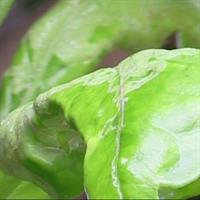 How to control Citrus Leaf Miner