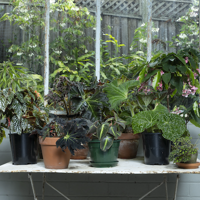 The Bounty of Begonias