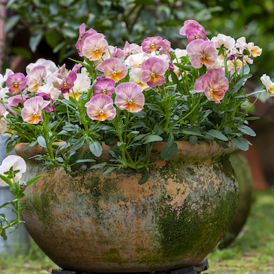 Spring Pot Luck
